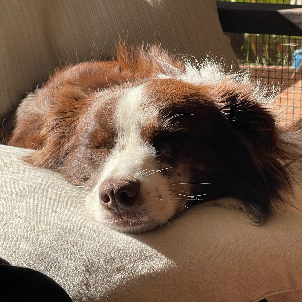 Meet your Posher, Maggie